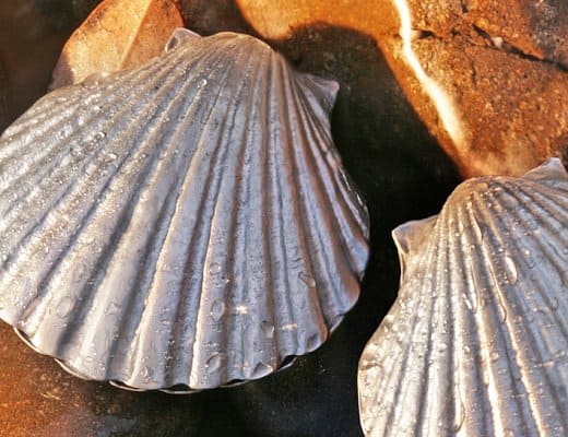shells