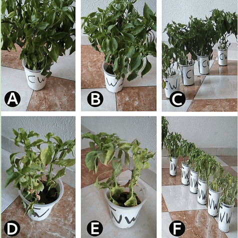 microwave plant test