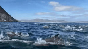 dolphins