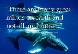 quote, great minds, whales, dolphins
