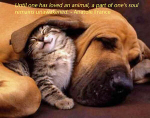 animal, dog, emf, quote